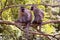 Vervet Monkeys