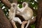 Vervet Monkeys