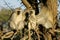 Vervet monkeys