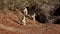 Vervet monkeys basking in the sun