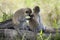 Vervet Monkeys, Chlorocebus pygerythrus