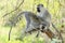 Vervet Monkeys Grooming