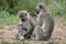 Vervet monkeys in Kruger National Park