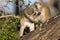 Vervet Monkeys in Kruger National Park