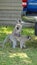 Vervet monkeys looking at their reflection