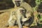 Vervet monkeys playing and biting each other