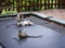 Vervet monkeys playing on a trampoline