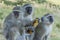 Vervet monkeys sitting on a rock