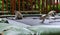 Vervet monkeys on trampoline