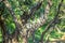 Vervet monkeys at a tree in Sariska national park