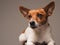 Very alert Jack Russell Terrier on a plain background