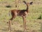 Very alert Juvenile Oribi antelope looking to camera