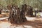 Very ancient olive trees in the Gethsemane