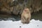 Very Angry Wild Snow Monkey