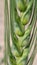 Very Attractive Green Wheats Macro Shot.