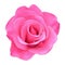 Very attractive pink rose vector. real vector of roses.