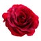 Very attractive red rose vector. real vector of roses.