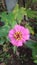 Very beatiful color flower in garden
