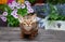 Very beautiful Abyssinian cat, kitten