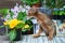 Very beautiful Abyssinian cat, kitten  sniffs  flowers on the background of a flowers