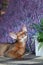 Very beautiful Abyssinian cat, kitten sniffs lavender flower on the background of a lavender