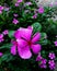 A very beautiful and attractive picture of pink color flower plant