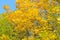 Very beautiful autumnal golden ash tree