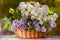 Very beautiful basket of white and purple lilacs