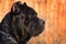 Very beautiful big black dog breed Italian Cane Corso