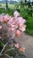 Very beautiful Bougainvillea flowers in the yard