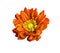 Very beautiful bright orange flower, isolated on