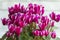 Very beautiful bright pink densely blooming cyclamen