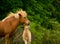 A very beautiful chestnut foal of an icelandic horse is sniffling and tweaking it`s sorrel mother, grooming