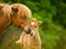 A very beautiful chestnut foal of an icelandic horse is sniffling and tweaking it`s sorrel mother, grooming