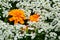 Very beautiful city flowerbed. White delicate flowers surround a bright and colorful large flower