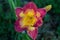 Very beautiful daylily mystical flower, suitable for a background on a PC, or any other device..