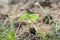 Very beautiful and delicate photo of a bean sprout sprouted with seeds. The appearance of leaves from the cotyledon