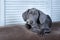 Very beautiful dog, blue Weimaraner breed, puppy, luxury chic dog