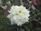 Very beautiful eye catching white blooming rose.