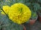 Very beautiful eye catching yellow marigold flower.