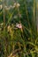 a very beautiful field flower among meadow grasses