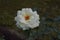 Very beautiful flowers.white Rose.We each love flowers very much.