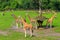 Very beautiful giraffes. Background with selective focus and copy space