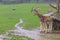 Very beautiful giraffes. Background with selective focus and copy space