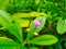 Very beautiful Javanese ginseng tree flowers