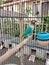 a very beautiful love bird with beautiful blue feathers perched in a black cage