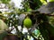 Very beautiful nature portrait showing green, growing little mangoes on a tree in Uttarakhand / India