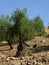 Very beautiful olive tree in Spain with a bony trunk