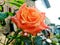 a very beautiful orange rose that grows in a village with an enchanting charm