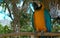 A very beautiful parrot in nature in the tropics.